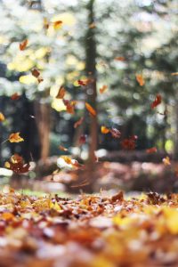 Letting go of what we may have outgrown during perimenopause is often reflected upon like the shedding of leaves during autumn.
